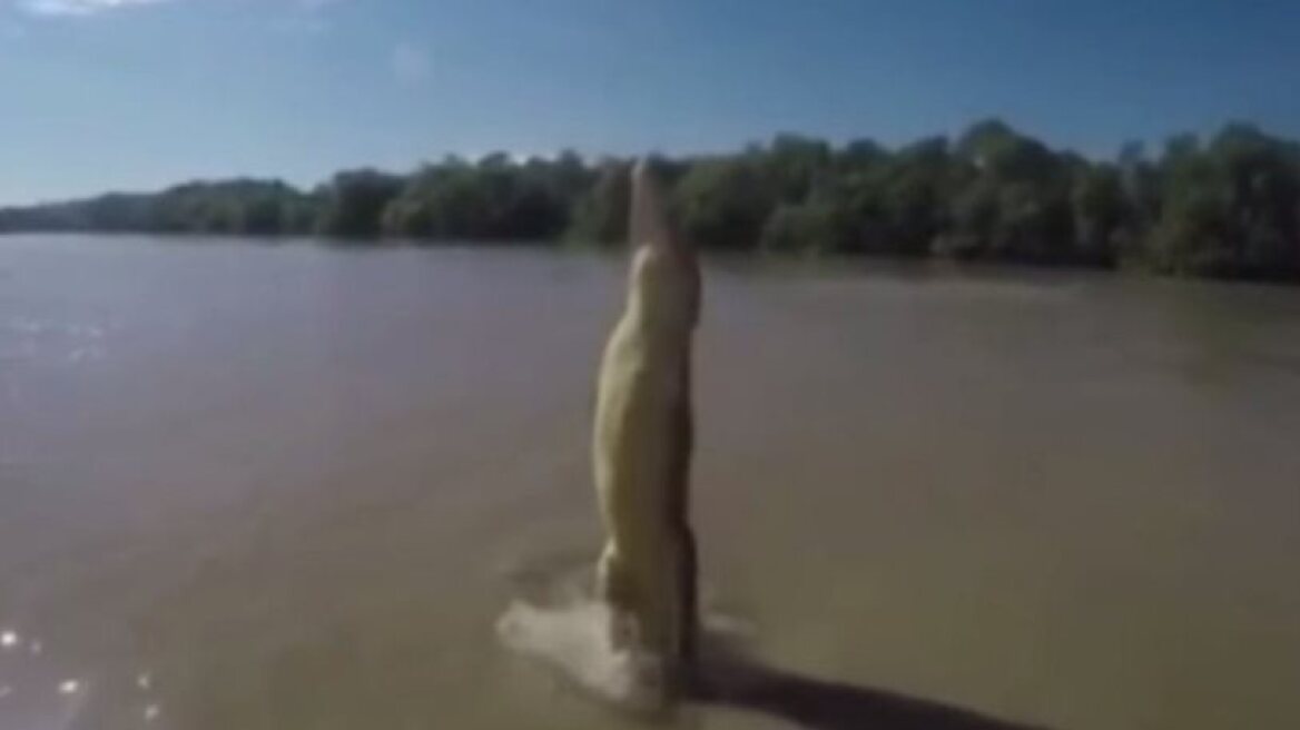 Crocodile launches its entire body out of water to grab food (vid)